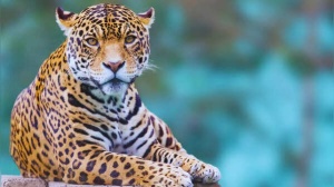 India's Leopard Hotspots: 5 Top Destinations for Guaranteed Wildlife Encounters