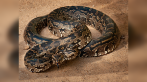 Serpent Giants: A Global Guide to the 10 Largest Snake Species and Their Habitats