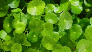Boost Brainpower: Top 7 Herbs for Memory and Cognitive Health
