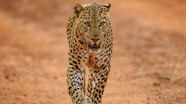 Granite hills of Jawai Leopard Reserve, a prime leopard habitat in Rajasthan