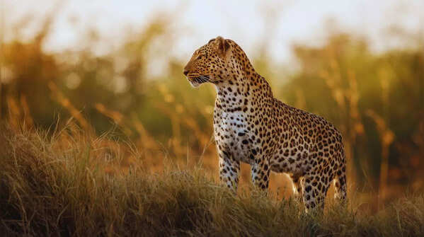 Leopard walking through the lush Kabini Wildlife Sanctuary in Karnataka