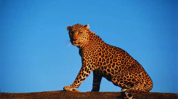 Leopard relaxing on rocks in Bera, Rajasthan