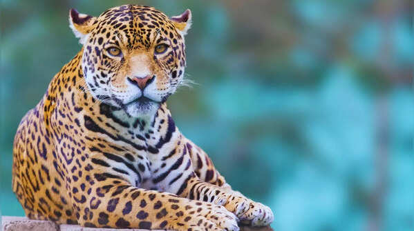 Indian landscape showcasing the biodiversity that makes it ideal for leopards