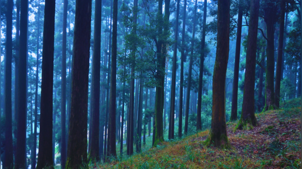 The haunted woods of Dow Hill in West Bengal