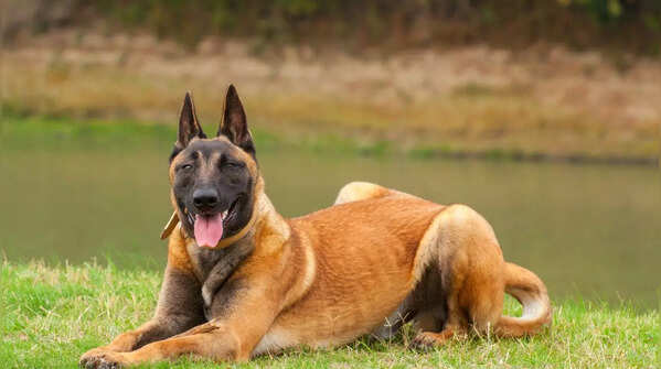 A Belgian Malinois with a serious expression.