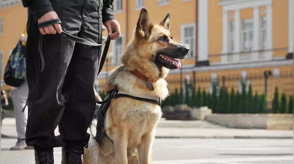 A focused German Shepherd looking alert.