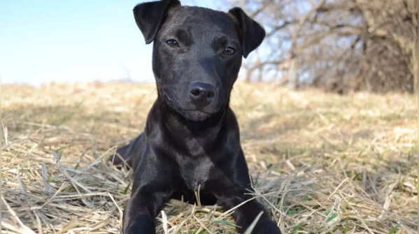 A Patterdale Terrier standing alert.
