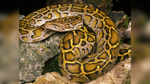 An Indian Python resting in its environment.