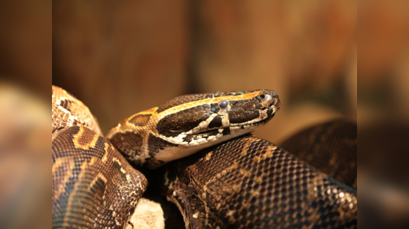 An African Rock Python preying in its natural habitat.
