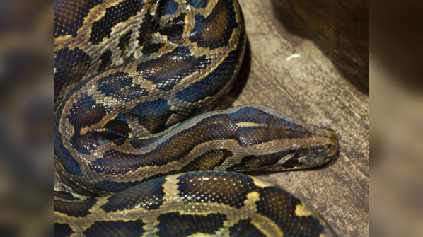 A Burmese Python coiled in a forest.