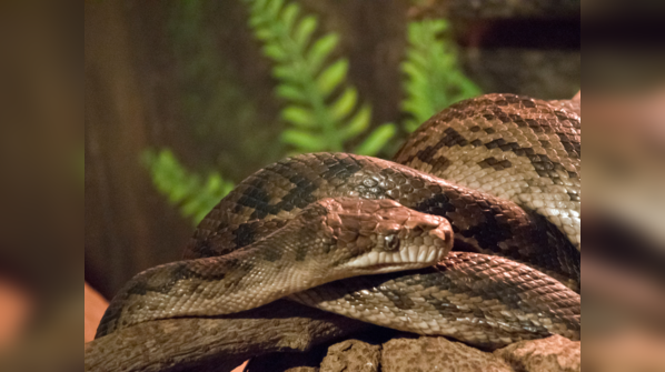 An Amethystine Python (Scrub Python) displaying its shimmering scales.
