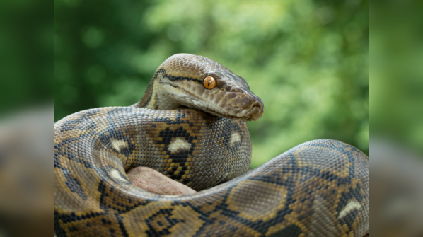 A Reticulated Python with its intricate scale patterns.